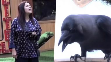 Bigg Boss 16: Shehnaaz Gill Mimicking a Crow From the Controversial Show’s 13th Season Will Leave You in Splits! (Watch Video)